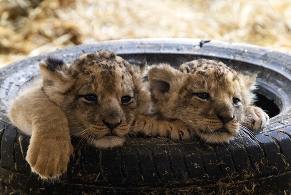 Foto - Yırtıcı hayvan parkında 3 aslan yavrusu dünyaya geldi