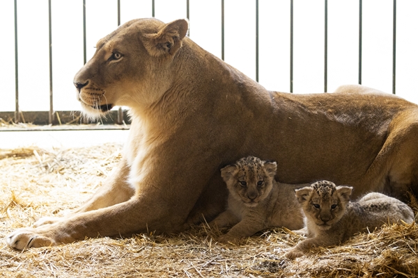 Foto - Yırtıcı hayvan parkında 3 aslan yavrusu dünyaya geldi