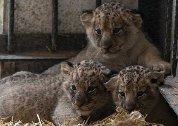 Foto - Yırtıcı hayvan parkında 3 aslan yavrusu dünyaya geldi