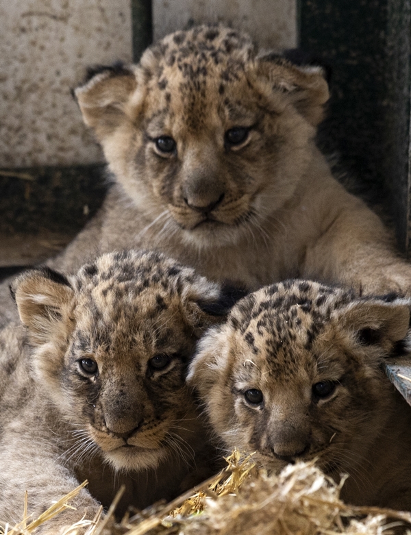 Foto - Yırtıcı hayvan parkında 3 aslan yavrusu dünyaya geldi