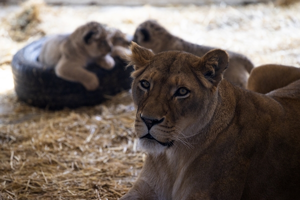 Foto - Yırtıcı hayvan parkında 3 aslan yavrusu dünyaya geldi