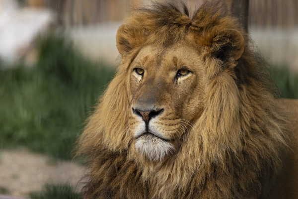 Foto - Yırtıcı hayvan parkında 3 aslan yavrusu dünyaya geldi