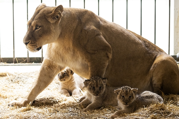 Yırtıcı hayvan parkında 3 aslan yavrusu dünyaya geldi