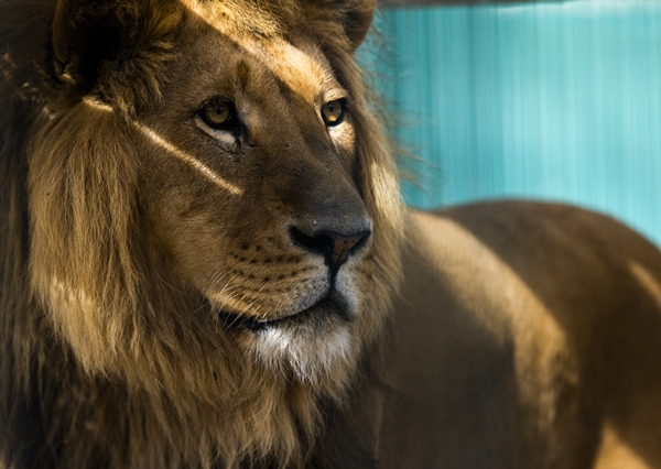 Foto - Yırtıcı hayvan parkında 3 aslan yavrusu dünyaya geldi