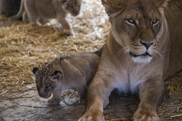 Foto - Yırtıcı hayvan parkında 3 aslan yavrusu dünyaya geldi