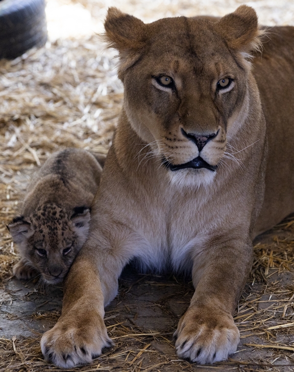 Foto - Yırtıcı hayvan parkında 3 aslan yavrusu dünyaya geldi
