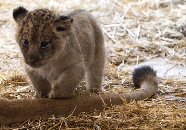 Foto - Yırtıcı hayvan parkında 3 aslan yavrusu dünyaya geldi
