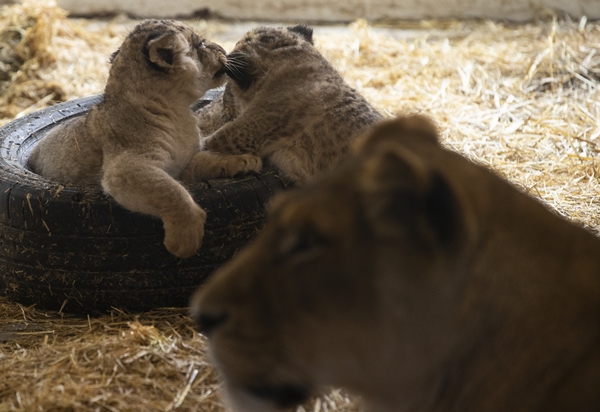 Foto - Yırtıcı hayvan parkında 3 aslan yavrusu dünyaya geldi