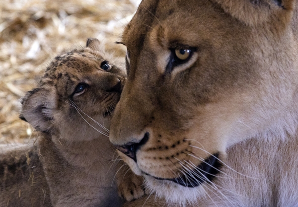Foto - Yırtıcı hayvan parkında 3 aslan yavrusu dünyaya geldi