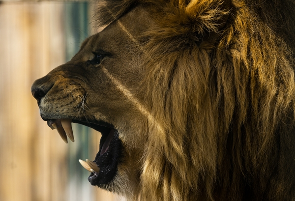 Foto - Yırtıcı hayvan parkında 3 aslan yavrusu dünyaya geldi