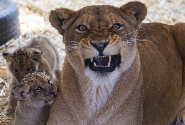 Foto - Yırtıcı hayvan parkında 3 aslan yavrusu dünyaya geldi