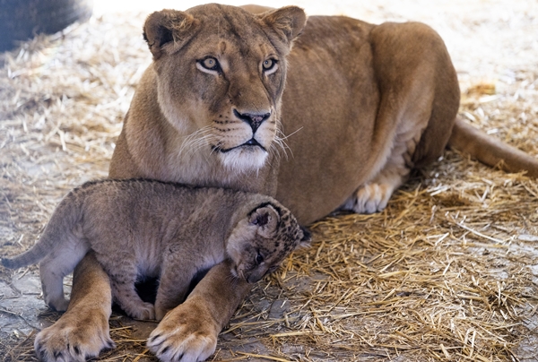Foto - Yırtıcı hayvan parkında 3 aslan yavrusu dünyaya geldi