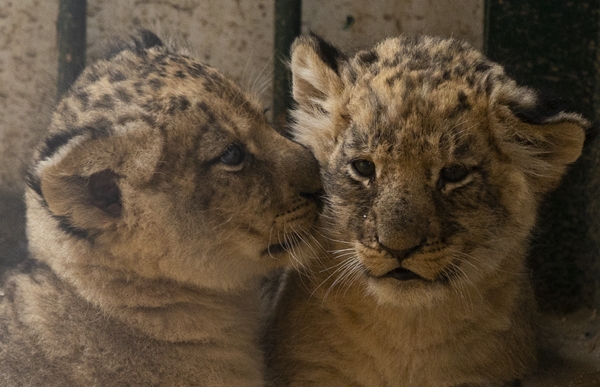 Foto - Yırtıcı hayvan parkında 3 aslan yavrusu dünyaya geldi