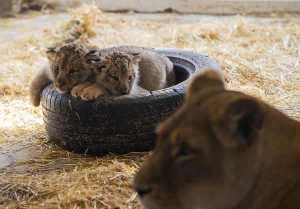 Foto - Yırtıcı hayvan parkında 3 aslan yavrusu dünyaya geldi