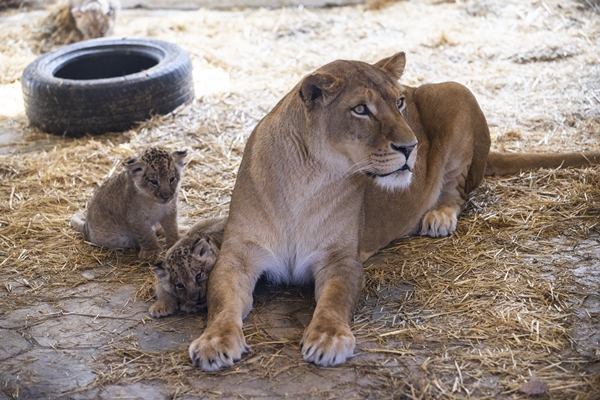 Foto - Yırtıcı hayvan parkında 3 aslan yavrusu dünyaya geldi