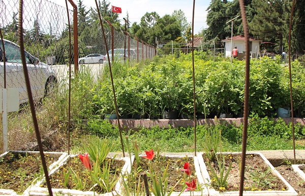 Foto - 'Yitik lale' 127 yıl sonra açtı