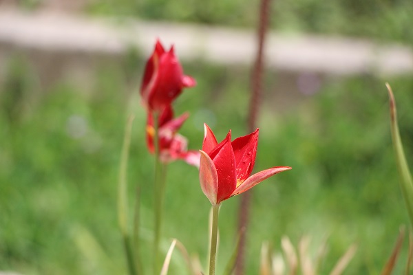 Foto - 'Yitik lale' 127 yıl sonra açtı