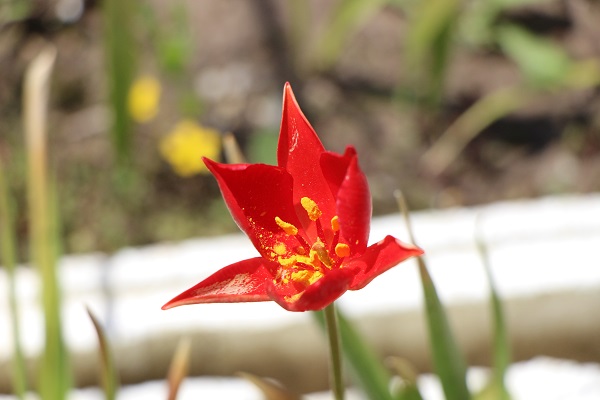Foto - 'Yitik lale' 127 yıl sonra açtı