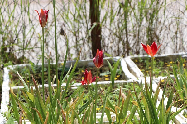 Foto - 'Yitik lale' 127 yıl sonra açtı