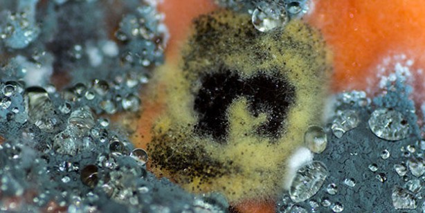 Foto - Yiyeceklerdeki büyük tehlike! Kanser yapıyor