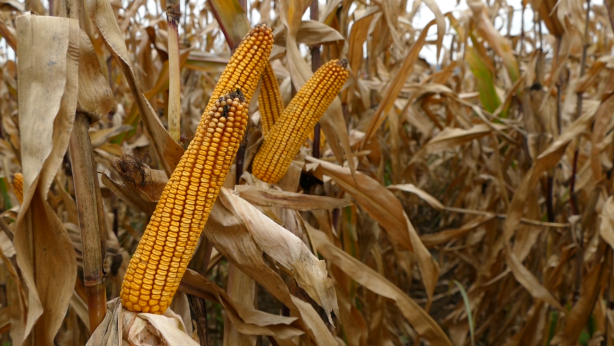 Foto - Yiyeceklerdeki büyük tehlike! Kanser yapıyor