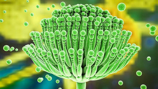 Foto - Yiyeceklerdeki büyük tehlike! Kanser yapıyor