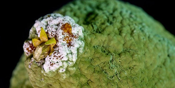 Yiyeceklerdeki büyük tehlike! Kanser yapıyor