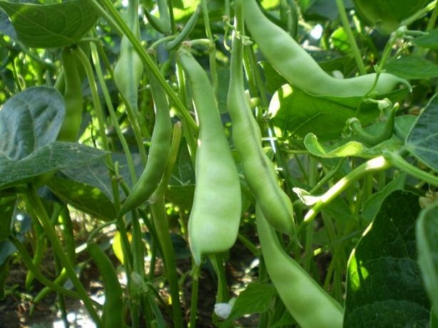 Foto - Yiyeceklerin bayat olup olmadığını böyle anlayın