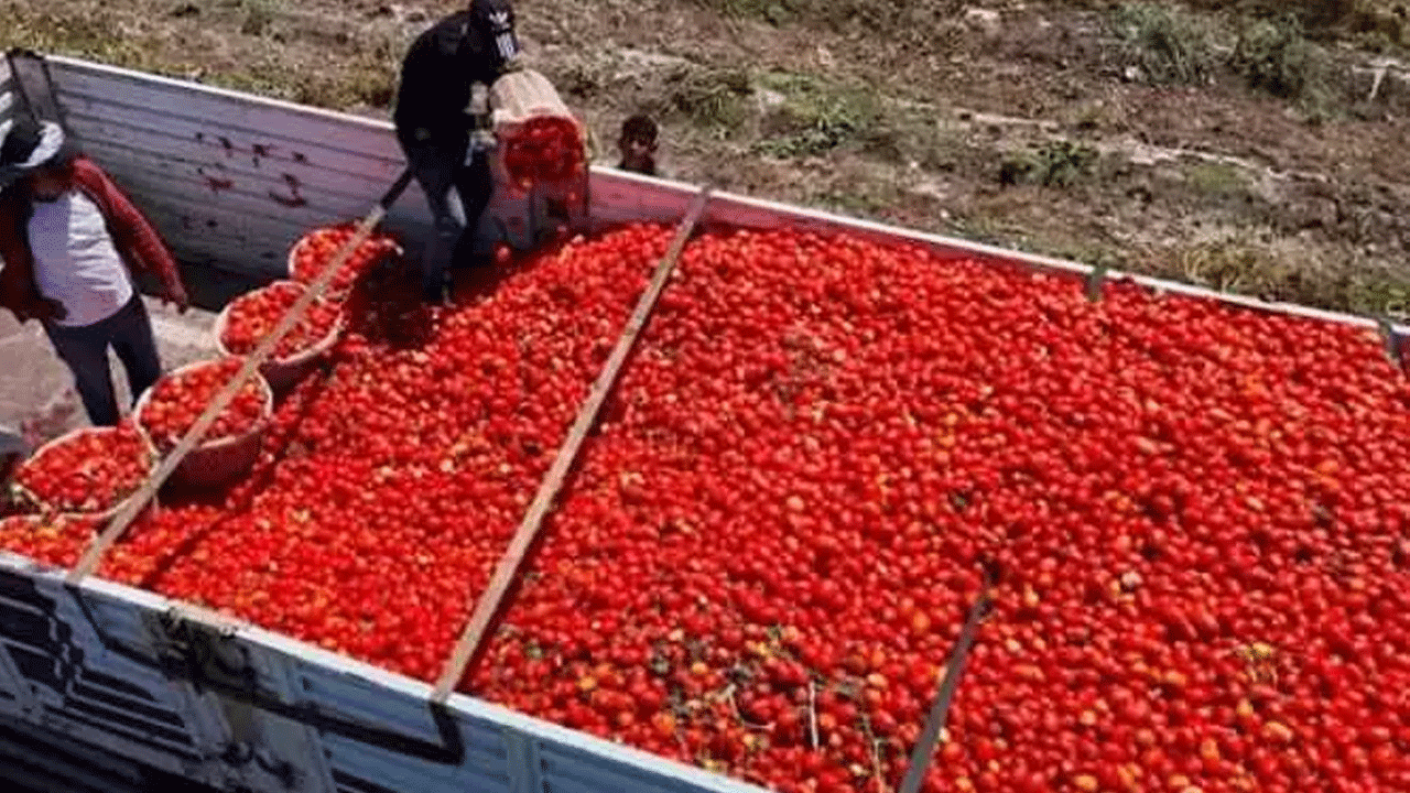 Foto - Yiyenlere hastalık nedir unutturuyor: Faydaları saymakla bitmiyor!