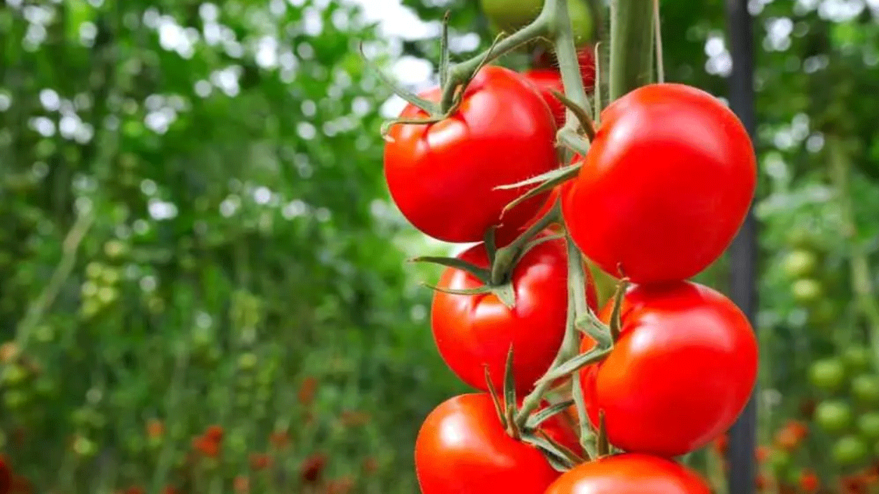 Foto - Yiyenlere hastalık nedir unutturuyor: Faydaları saymakla bitmiyor!
