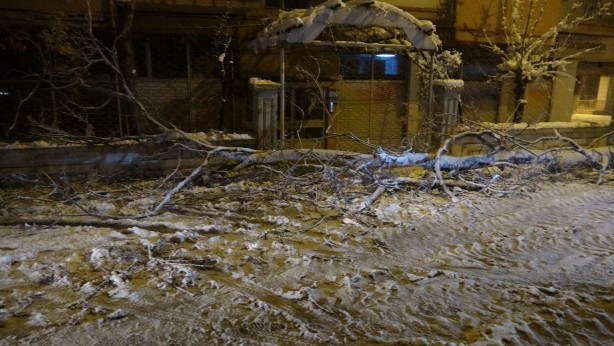 Foto - Yoğun kar yağışı ağaçları devirdi!