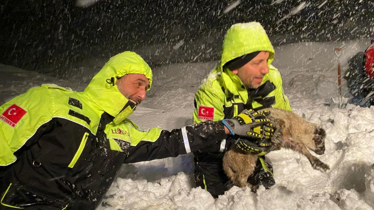 Yoğun kar yağışı ahırı çökertti! 50 küçükbaş telef oldu