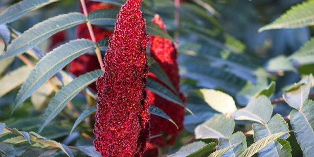 Foto - Yoğurda karıştırıp sadece bir kaşık yiyin! Etkilerini duyunca çok şaşıracaksınız! Vücudu resmen resetliyor