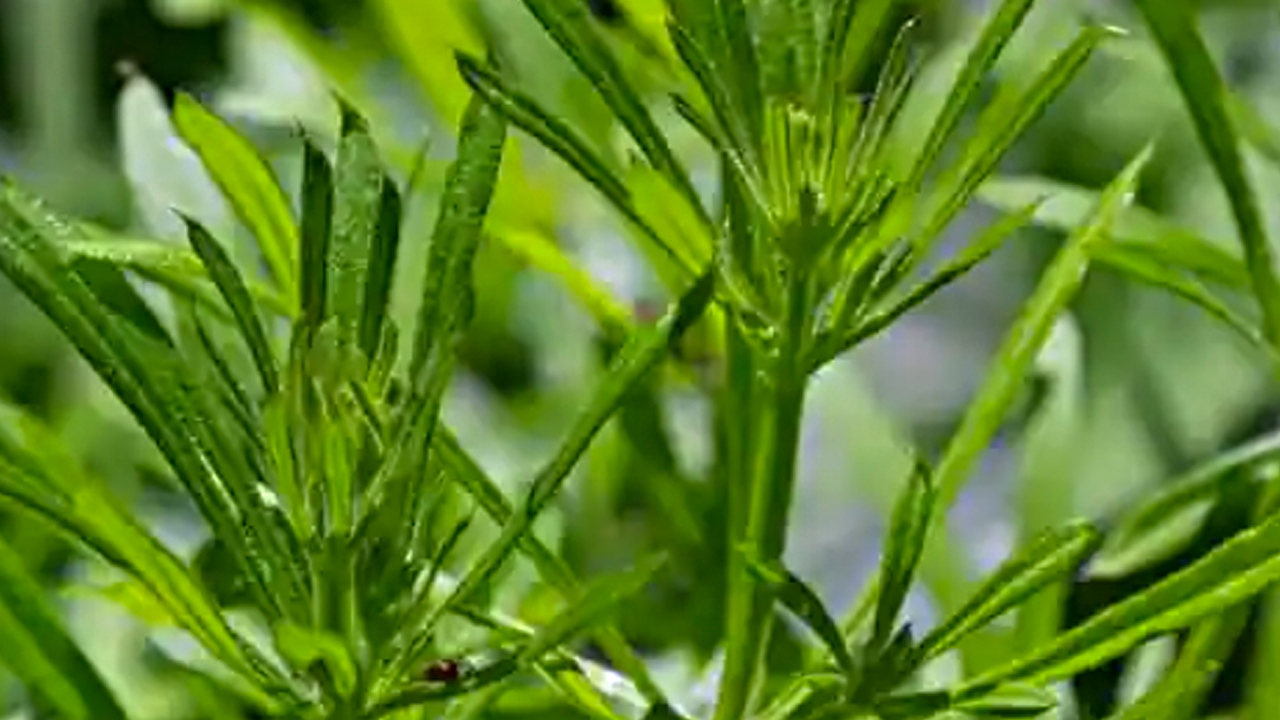 Foto - Yoğurt otu: İbrahim Saraçoğlu bu yöntemi yıllardır tavsiye ediyor! Bel kemiği ağrılarını sıfırlıyor