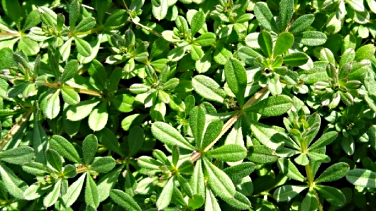 Foto - Yoğurt otu: İbrahim Saraçoğlu bu yöntemi yıllardır tavsiye ediyor! Bel kemiği ağrılarını sıfırlıyor