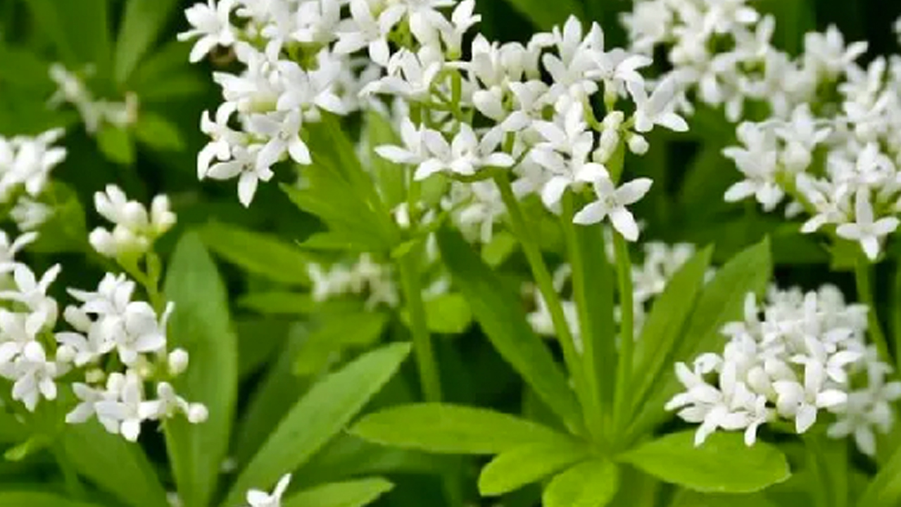 Yoğurt otu: İbrahim Saraçoğlu bu yöntemi yıllardır tavsiye ediyor! Bel kemiği ağrılarını sıfırlıyor