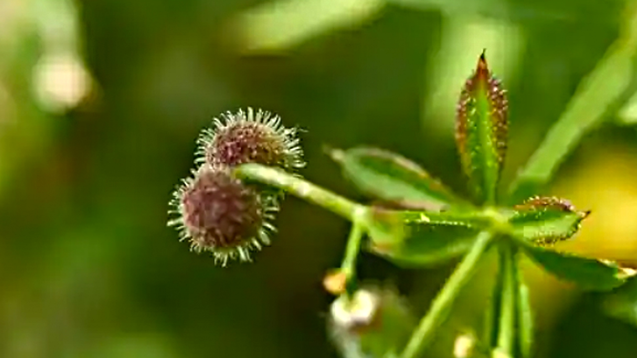Foto - Yoğurt otu: İbrahim Saraçoğlu bu yöntemi yıllardır tavsiye ediyor! Bel kemiği ağrılarını sıfırlıyor