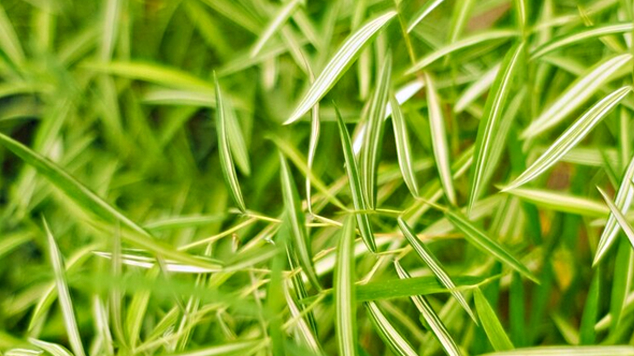 Foto - Yoğurt otu: İbrahim Saraçoğlu bu yöntemi yıllardır tavsiye ediyor! Bel kemiği ağrılarını sıfırlıyor