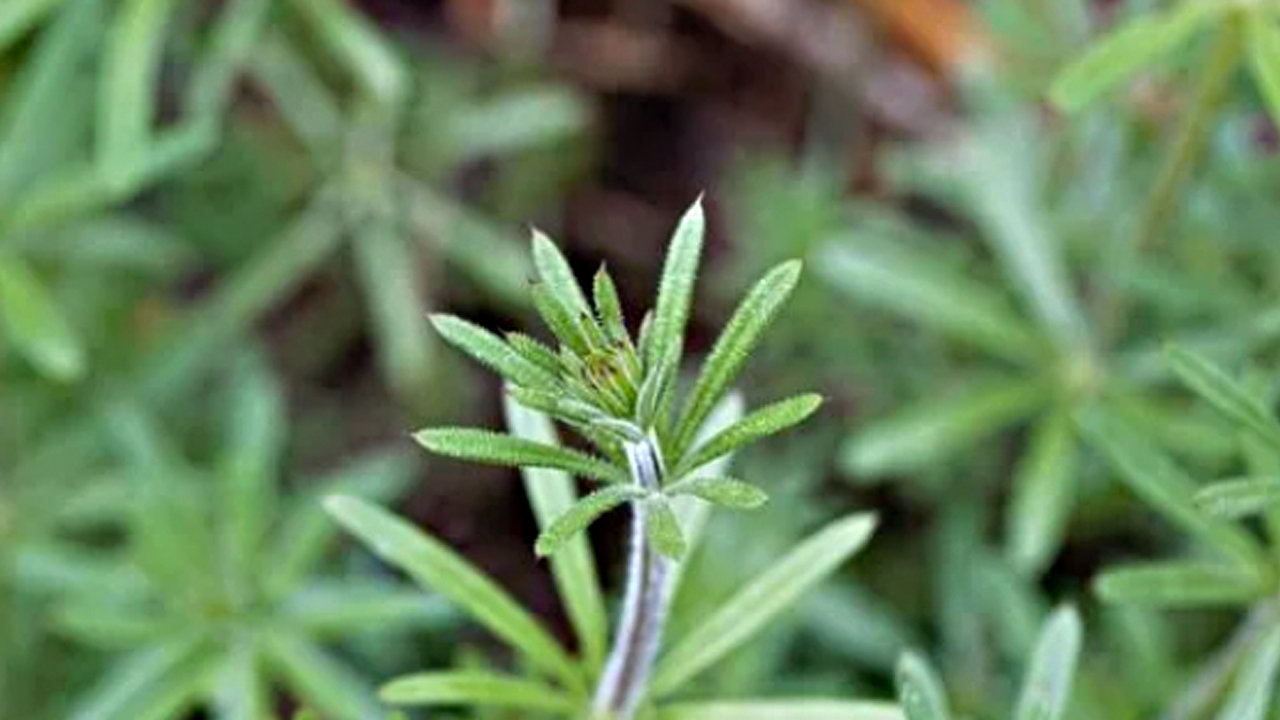 Foto - Yoğurt otu: İbrahim Saraçoğlu bu yöntemi yıllardır tavsiye ediyor! Bel kemiği ağrılarını sıfırlıyor