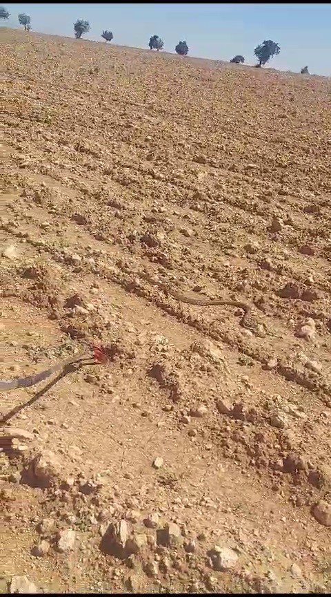 Foto - Yok artık daha neler! Aracın motorundan bakın ne çıktı