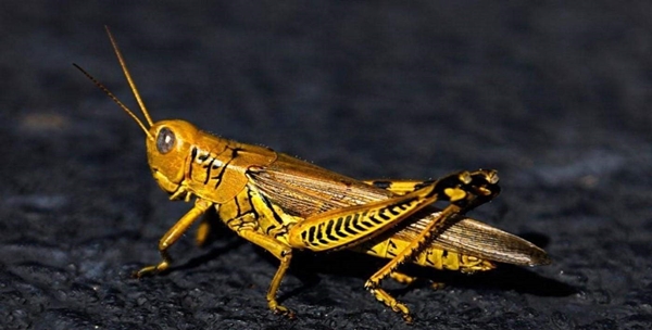 Yok artık daha neler! Bilim adamları çekirgeden bunu da yaptı