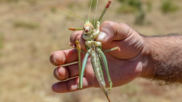 Foto - Yok artık daha neler! Bilim adamları çekirgeden bunu da yaptı