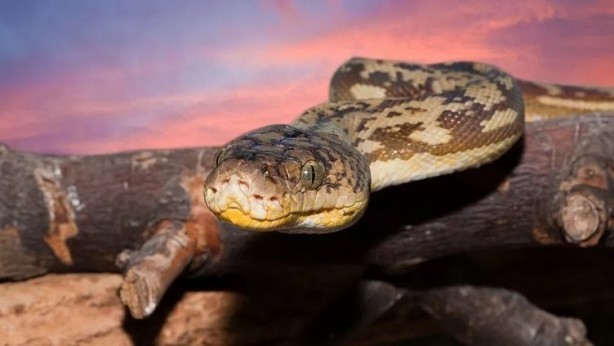 Foto - Yok artık, dehşete düşüren olay! Her yerde tüm görevliler aradı: 7 metrelik yılan! Piton 25 yaşındaki adamı bir lokmada yuttu