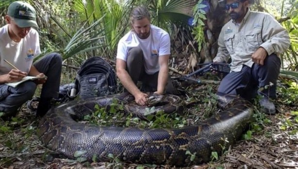 Foto - Yok artık, dehşete düşüren olay! Her yerde tüm görevliler aradı: 7 metrelik yılan! Piton 25 yaşındaki adamı bir lokmada yuttu