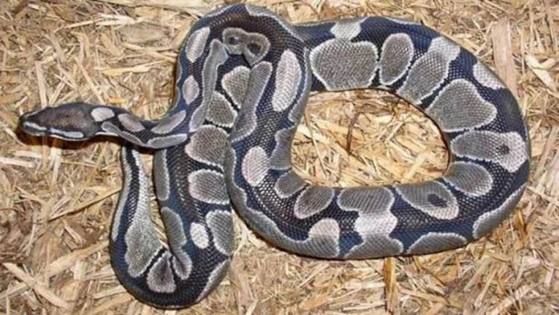 Foto - Yok artık, dehşete düşüren olay! Her yerde tüm görevliler aradı: 7 metrelik yılan! Piton 25 yaşındaki adamı bir lokmada yuttu