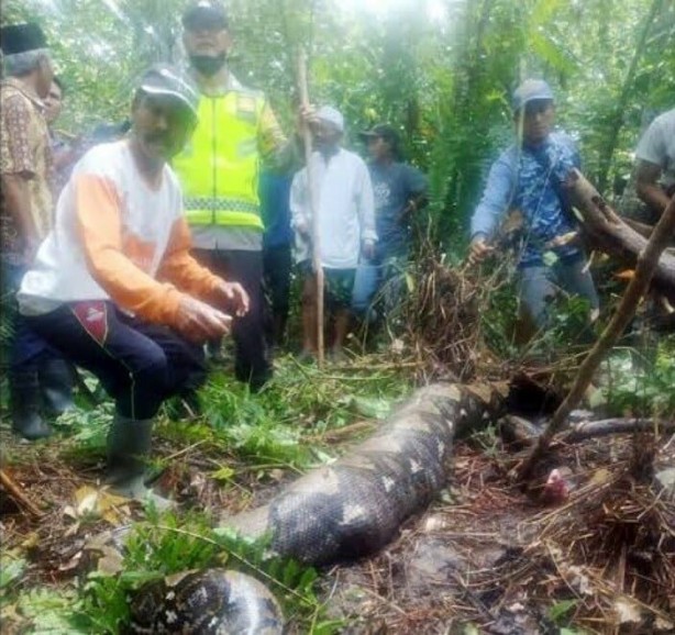 Foto - Yok artık, dehşete düşüren olay! Her yerde tüm görevliler aradı: 7 metrelik yılan! Piton 25 yaşındaki adamı bir lokmada yuttu