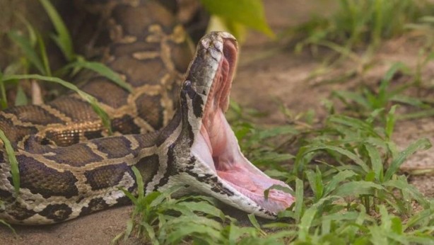 Foto - Yok artık, dehşete düşüren olay! Her yerde tüm görevliler aradı: 7 metrelik yılan! Piton 25 yaşındaki adamı bir lokmada yuttu