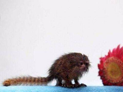 Foto - 'Yok artık' diyeceğiniz ilginç rekorlar