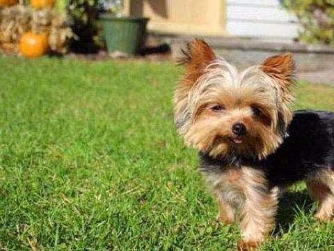 Foto - 'Yok artık' diyeceğiniz ilginç rekorlar