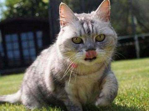 Foto - 'Yok artık' diyeceğiniz ilginç rekorlar